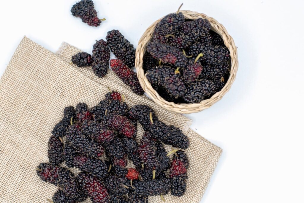 Mulberry Resveratrol